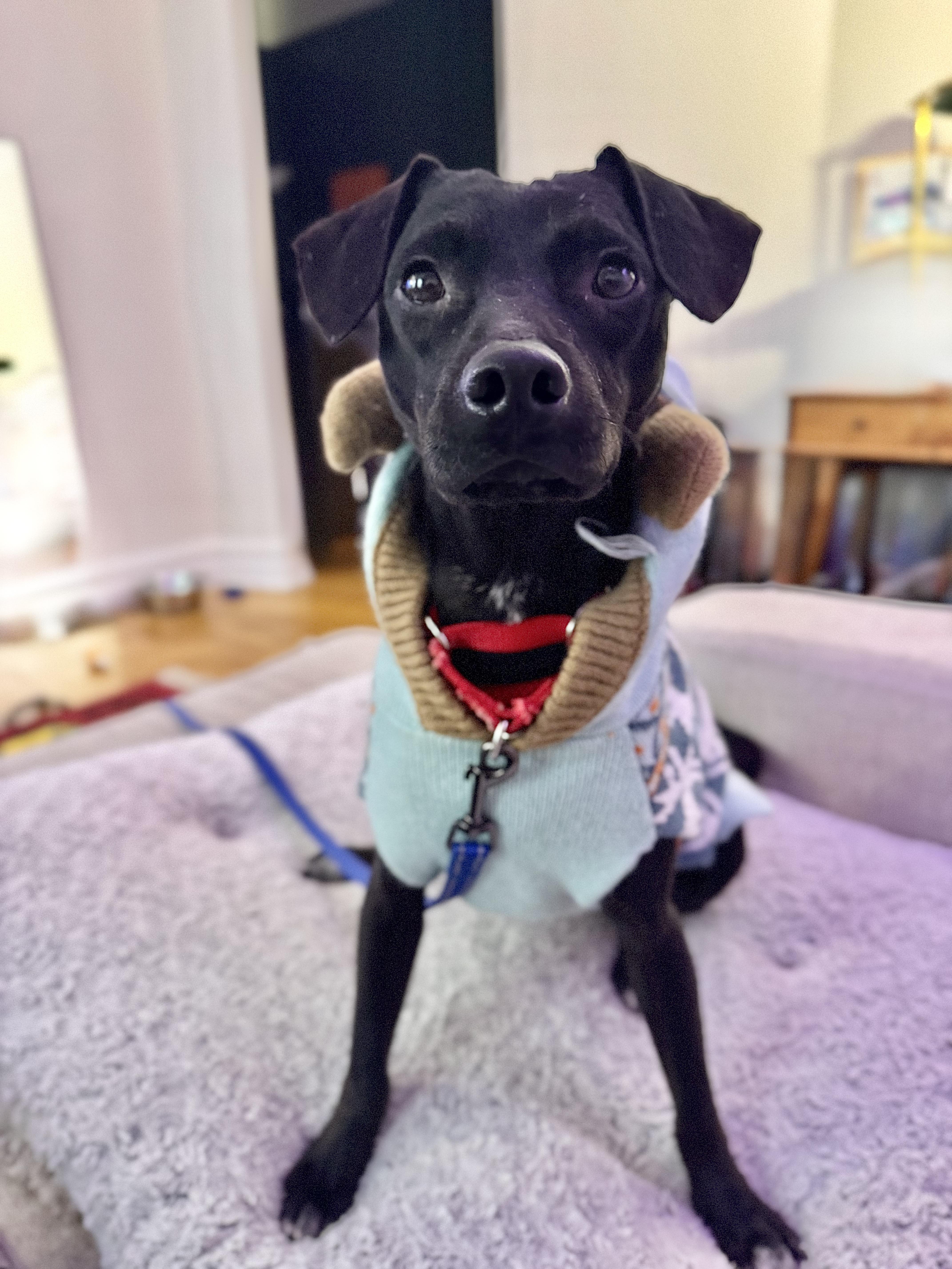 A young small-sized male Black Mixed Breed dog named Adrian for adoption in Brooklyn, NY