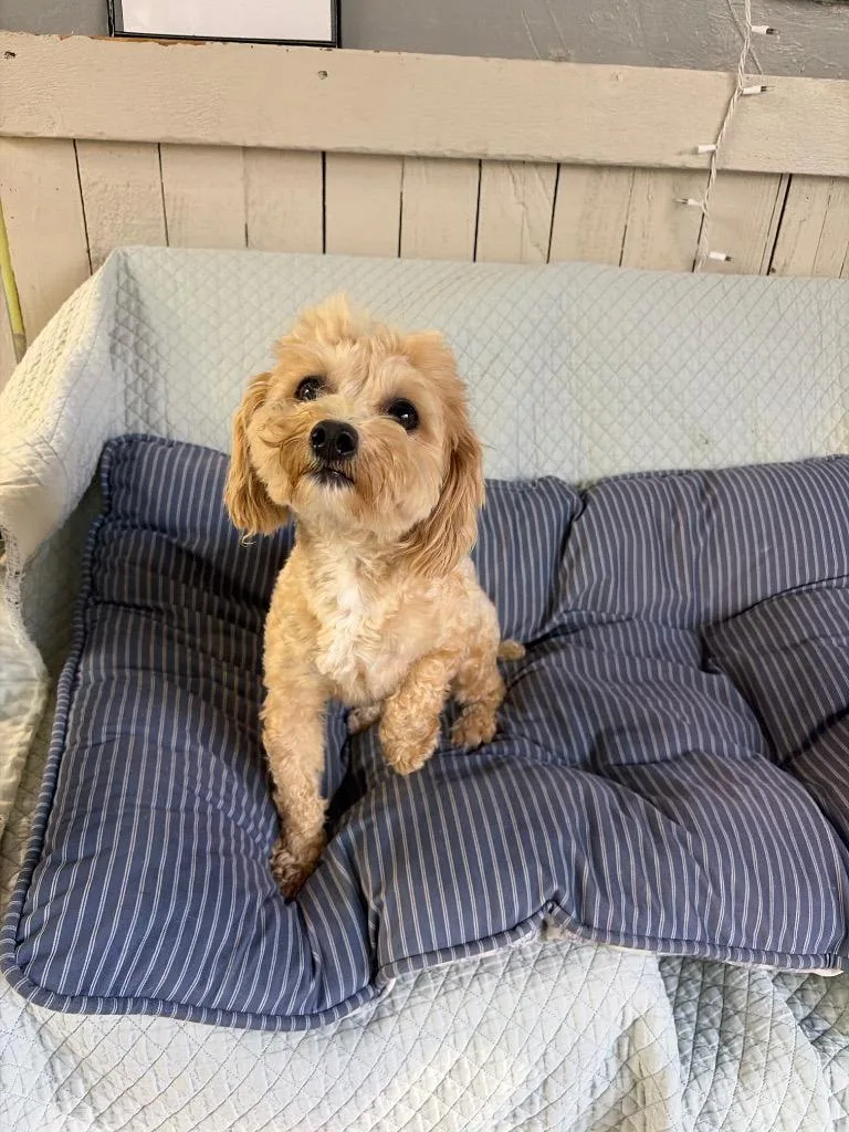 A young small-sized female Poodle dog named Esme for adoption in Fort Worth, TX
