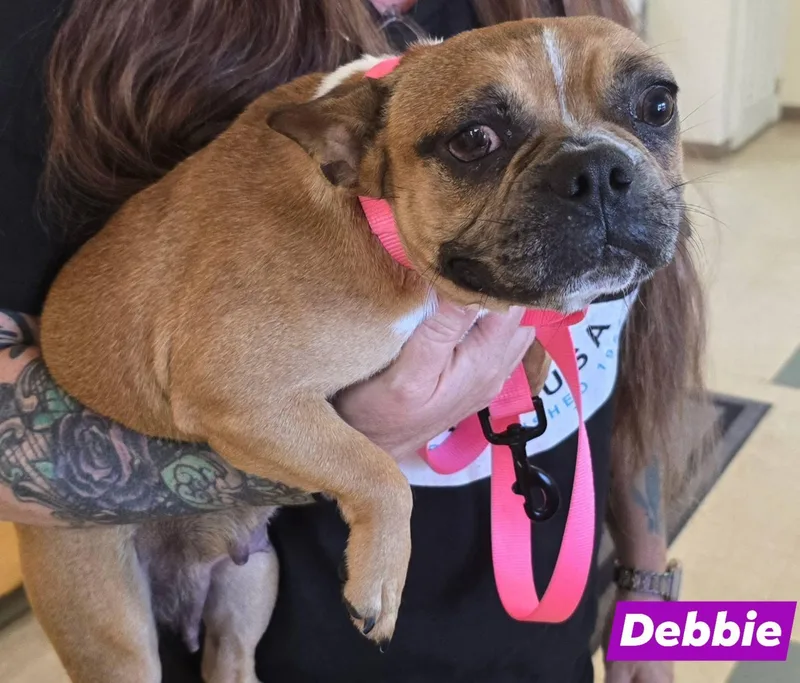 A young small-sized female French Bulldog dog named Debbie for adoption in St. Clairsville, OH