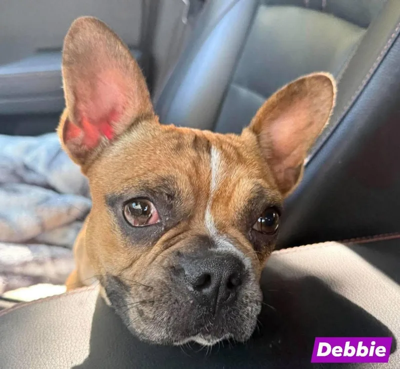 Debbie thumbnail 2