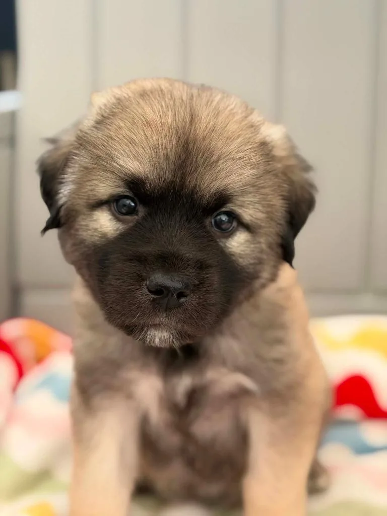 A baby medium-sized male Mixed Breed dog named Ice Cream Litter for adoption in Savage, MN
