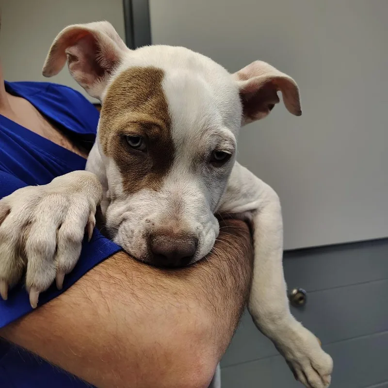 A baby small-sized male White / Cream American Staffordshire Terrier dog named Charming for adoption in Greenville, SC
