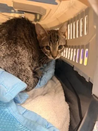 A baby small-sized male Domestic Short Hair cat named Teddy for adoption in West Chester, PA