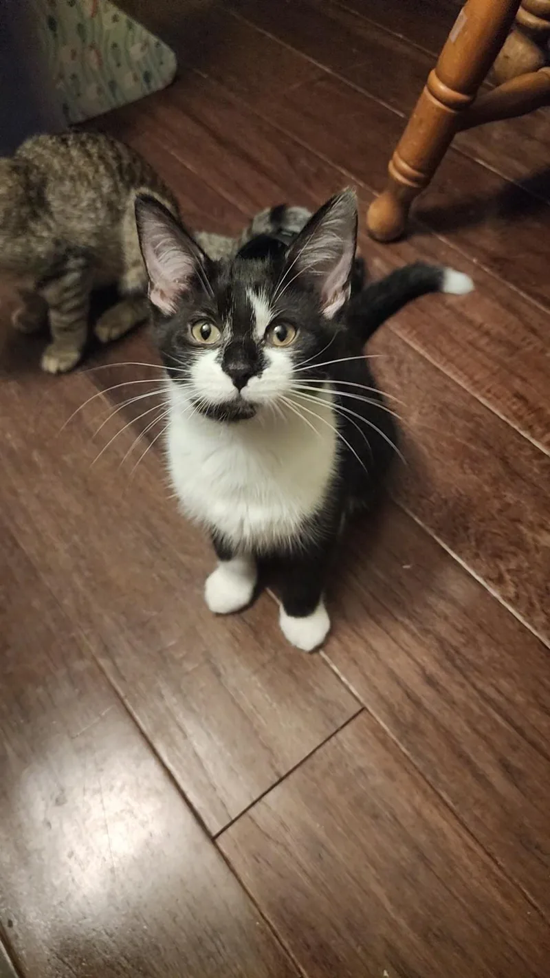 A baby small-sized female Black & White / Tuxedo Domestic Short Hair cat named Vanilly for adoption in Indianapolis, IN