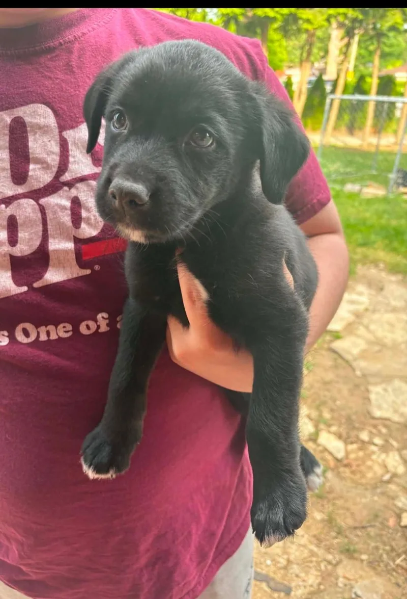 A baby small-sized male German Shepherd Dog dog named Vader for adoption in merrillville, IN