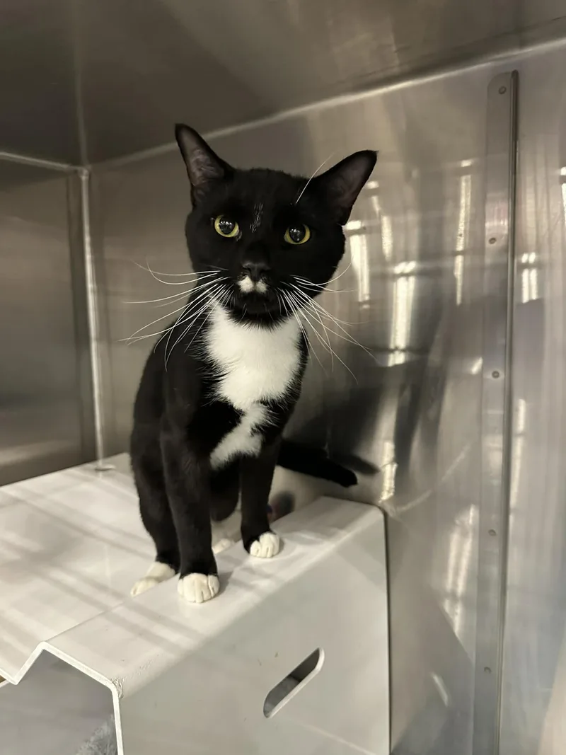An adult medium-sized male Black & White / Tuxedo Domestic Short Hair cat named William Henry for adoption in Nashville, TN