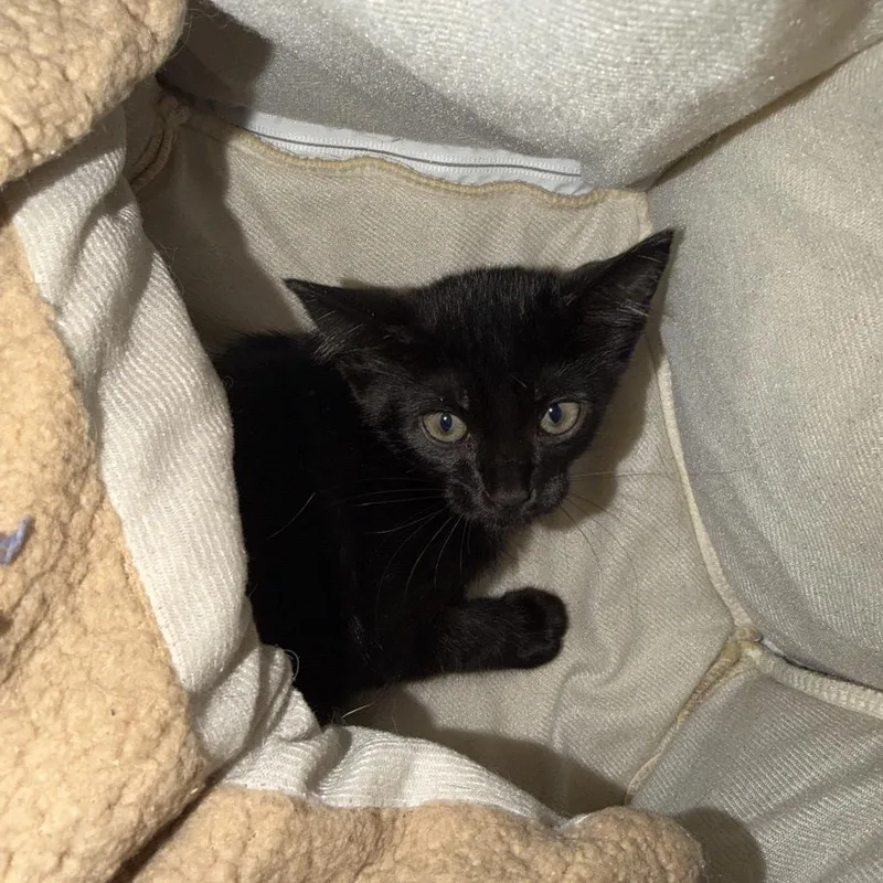 A baby small-sized female Black Domestic Short Hair cat named Dragon for adoption in Port Charlotte, FL