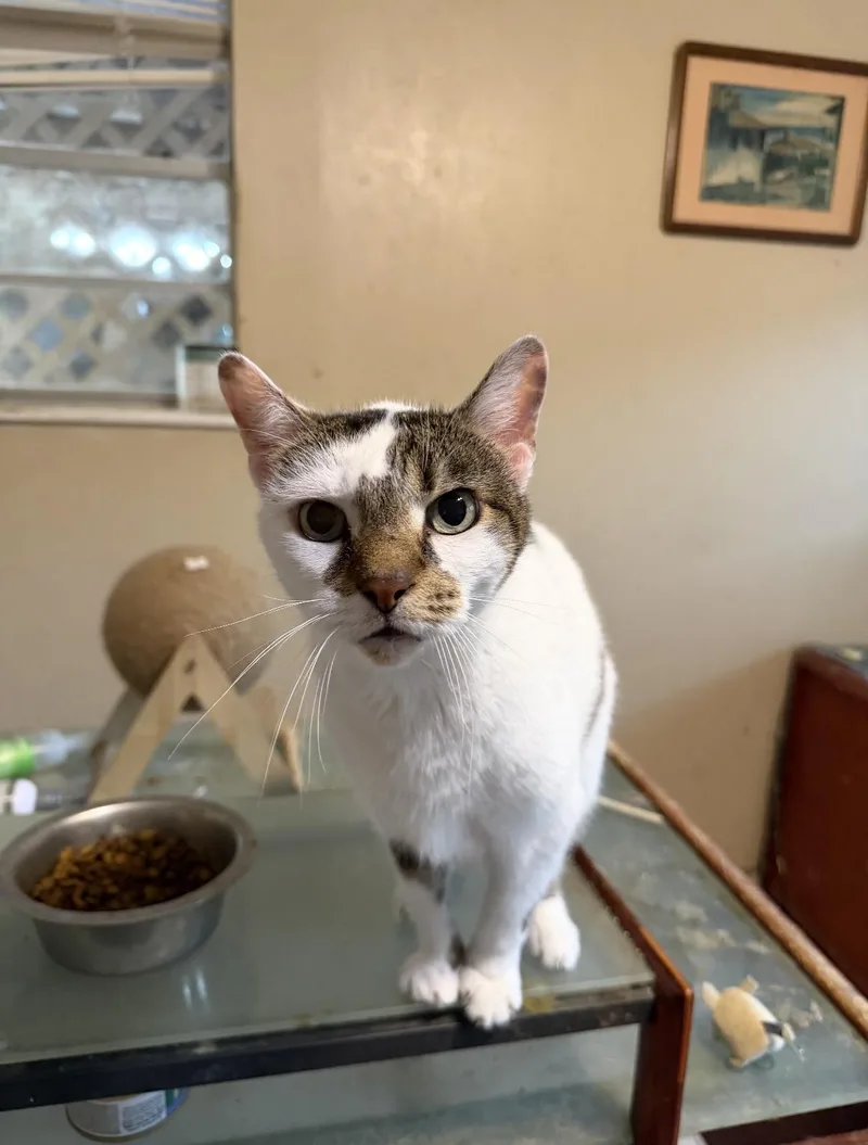 An adult medium-sized female American Shorthair cat named Michi Minaj for adoption in Sullivan City, TX