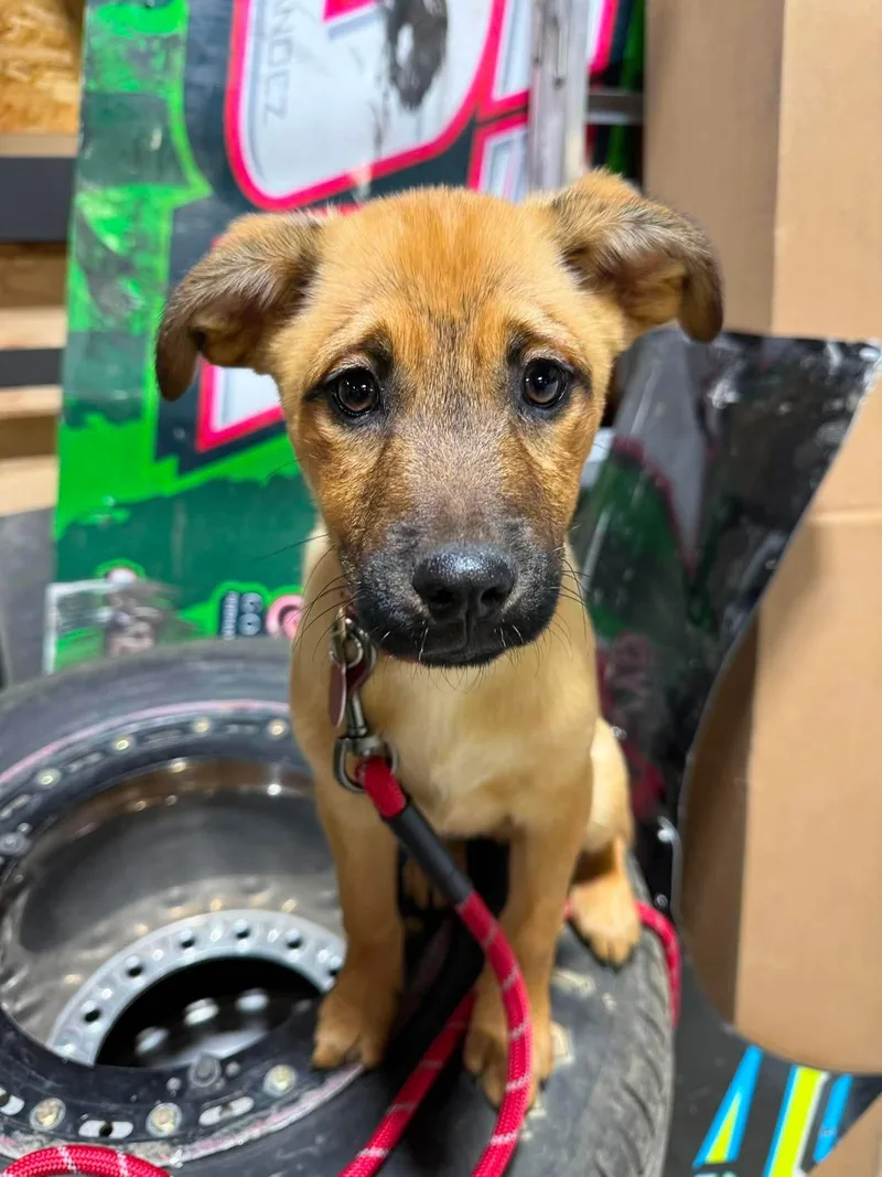 A baby large-sized male German Shepherd Dog dog named Buster for adoption in Byron, IL
