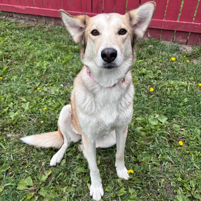 An adult medium-sized female Apricot / Beige Shepherd dog named Praline for adoption in Rock Falls, IL