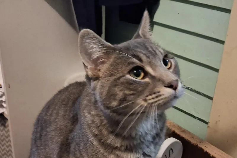 An adult large-sized male Tabby (Gray / Blue / Silver) Domestic Short Hair cat named Ludwig for adoption in Faribault, MN