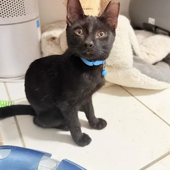 A baby medium-sized male Black Bombay cat named Draco for adoption in Miami, FL