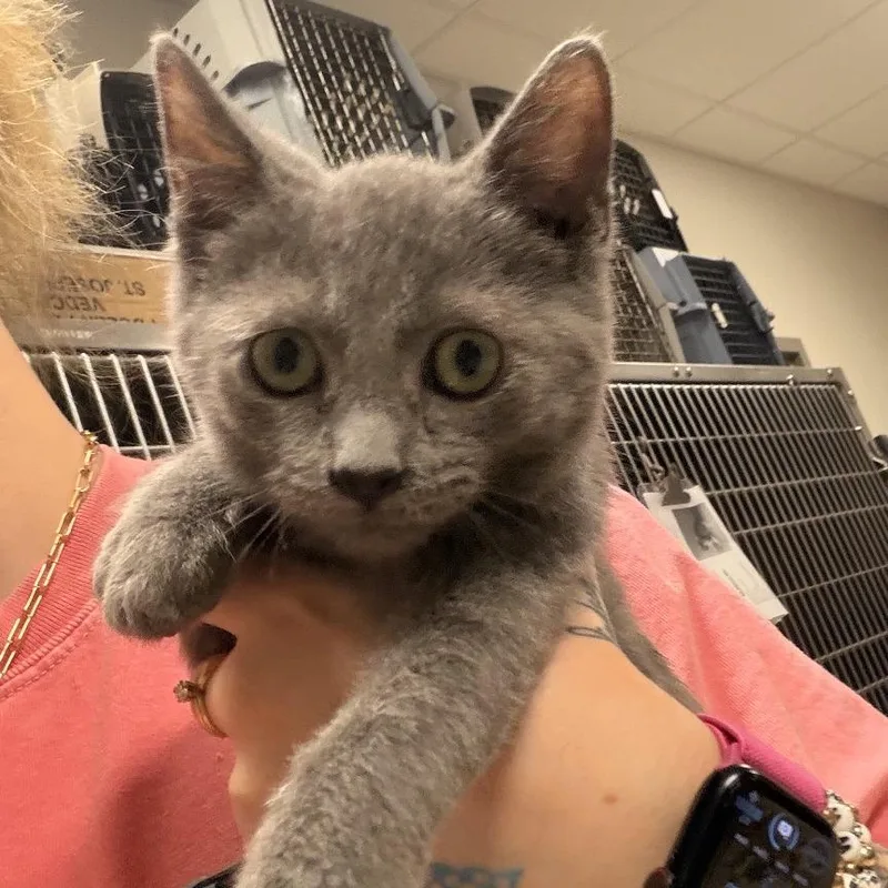 A baby small-sized male Gray / Blue / Silver Domestic Medium Hair cat named Jellybean U for adoption in Tupelo, MS