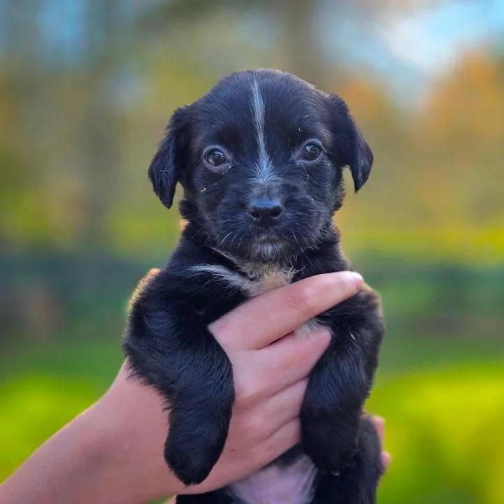 A baby medium-sized female Black Shepherd dog named CT Sesame avail Nov for adoption in Eastford, CT