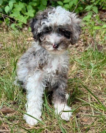 A baby small-sized female Cavalier King Charles Spaniel dog named Bindi for adoption in Malvern, PA