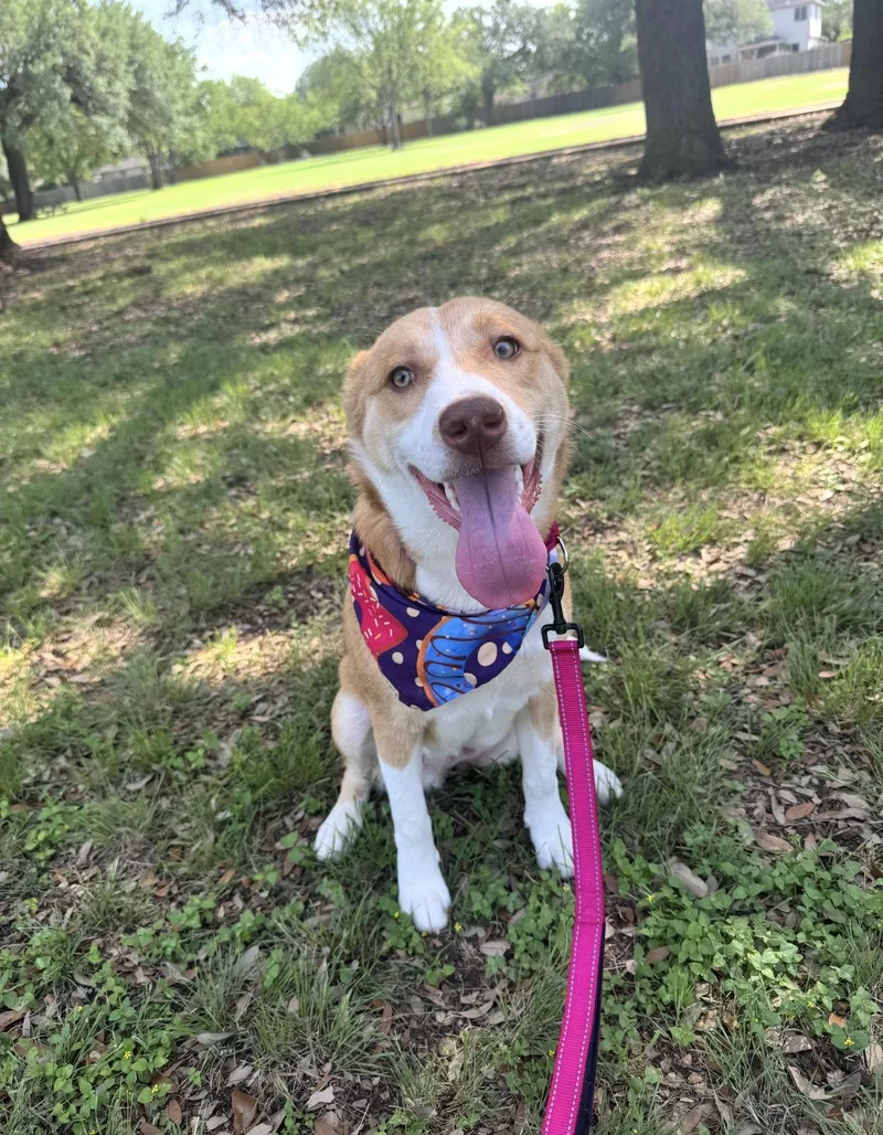 A baby medium-sized female Apricot / Beige Labrador Retriever dog named Hope for adoption in Floresville, TX