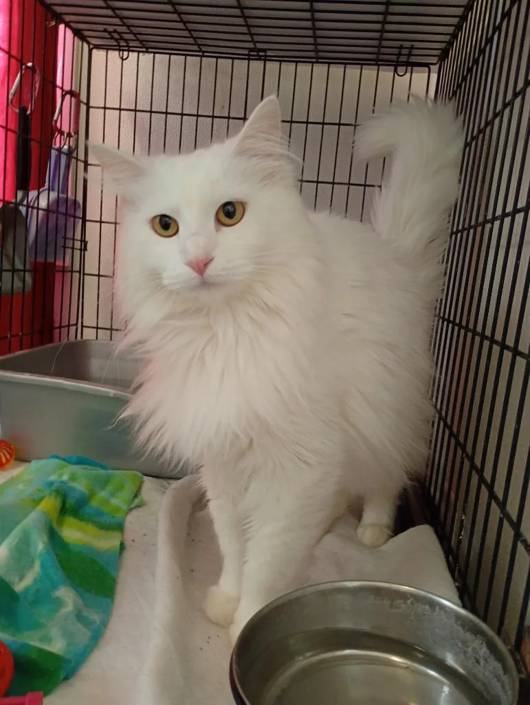 An adult medium-sized female Domestic Long Hair cat named Twinkie for adoption in Saint James, MN