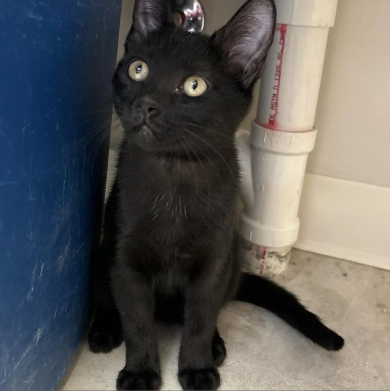 An adult large-sized female Black Domestic Short Hair cat named Yennifer for adoption in York, PA