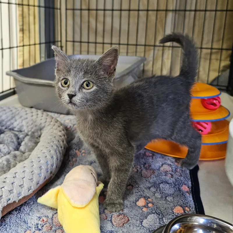 A baby medium-sized female Gray / Blue / Silver Domestic Short Hair cat named Harmony for adoption in Searcy, AR