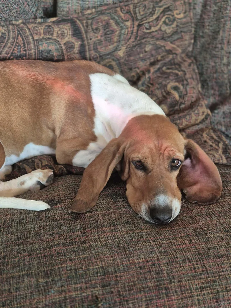 A young medium-sized female Red / Chestnut / Orange Basset Hound dog named Liza Jayne for adoption in Byron, IL