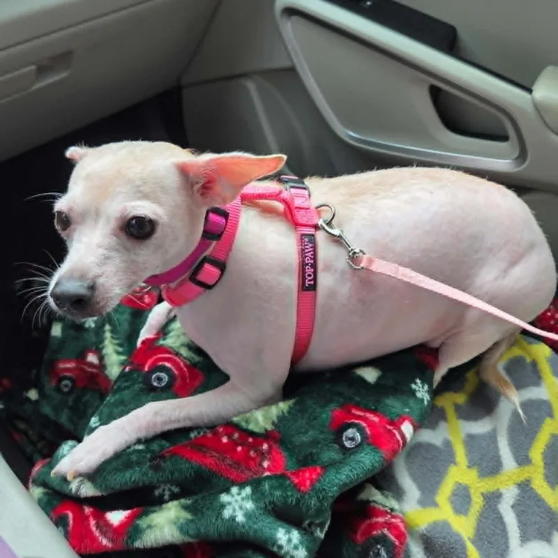 An adult small-sized female White / Cream Xoloitzcuintli / Mexican Hairless dog named Sugar for adoption in Harlem, GA
