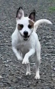 A young medium-sized female Terrier dog named Sassy Scas for adoption in Rockaway, NJ