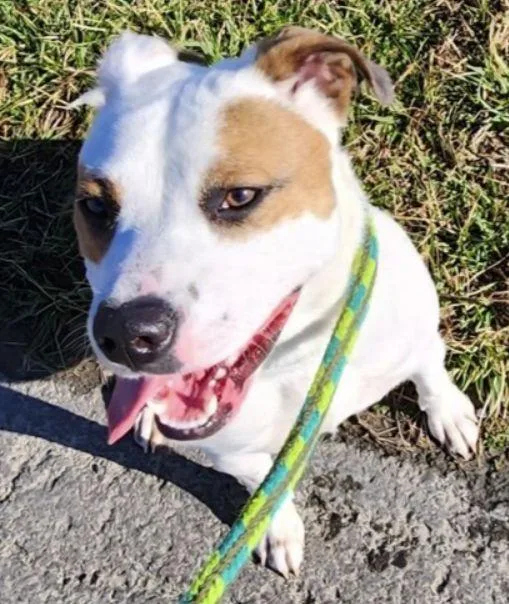 Sassy Scas thumbnail 3