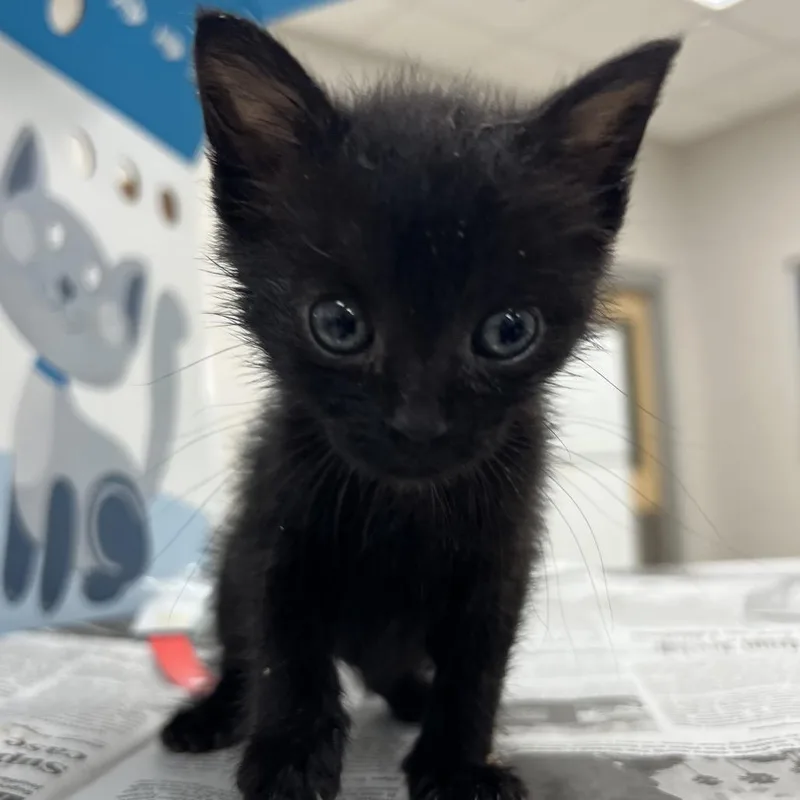A baby small-sized female Black Domestic Short Hair cat named Mr Wiggles for adoption in Jacksonville, FL
