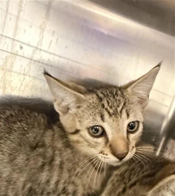 A baby small-sized male Domestic Short Hair cat named Rolex for adoption in Fort Lauderdale, FL