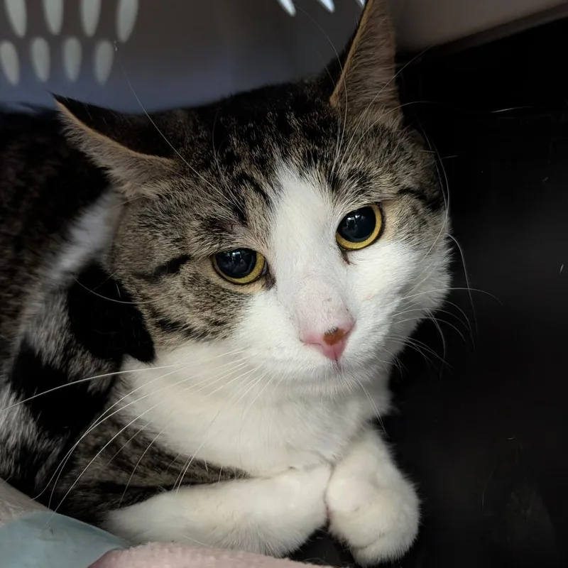 An adult medium-sized male Black Domestic Short Hair cat named Smiggles for adoption in Watertown, NY