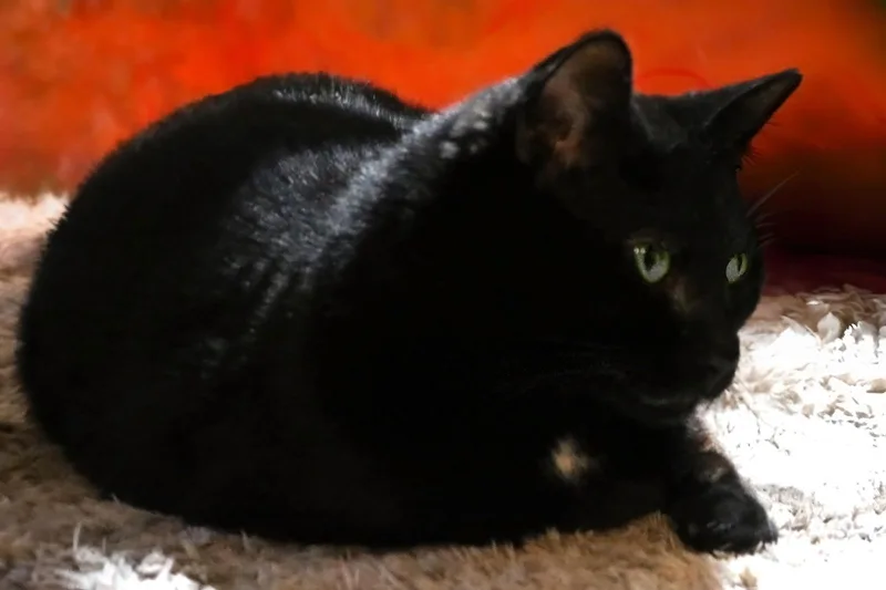 A young medium-sized female Black Domestic Short Hair cat named Eve for adoption in Buford, GA