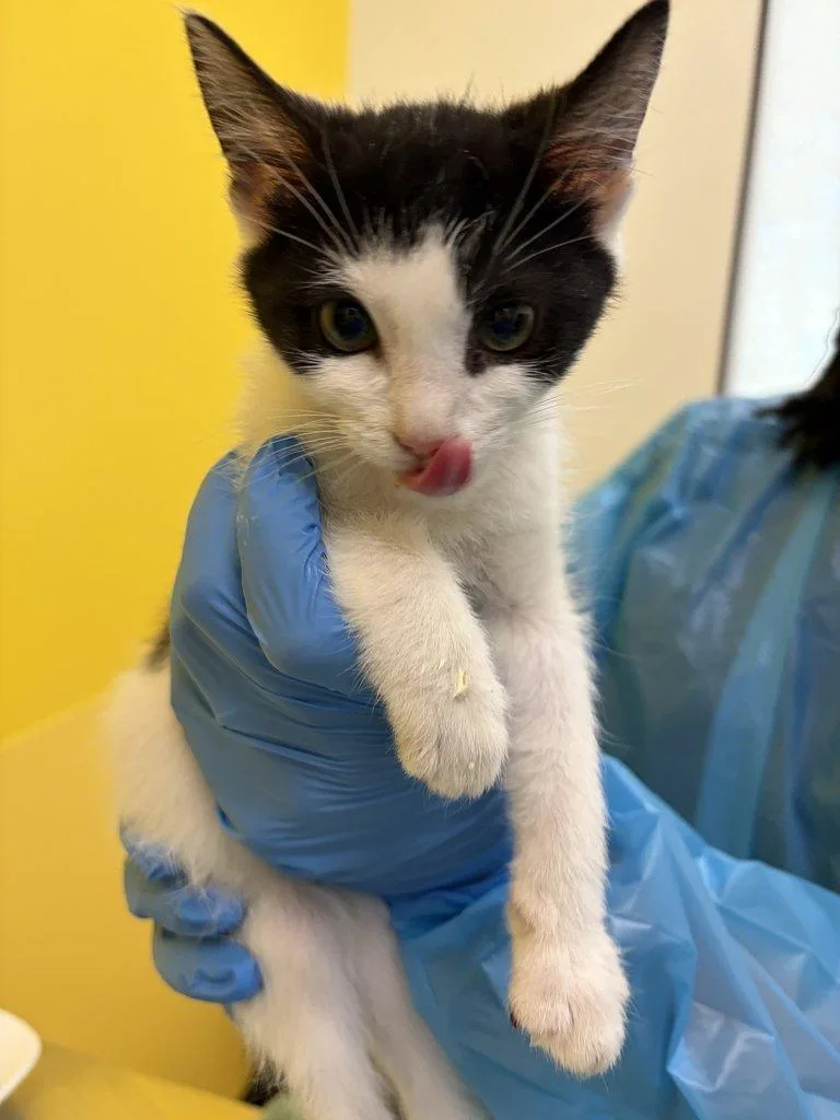 A baby small-sized female White Domestic Short Hair cat named Supernova for adoption in Raleigh, NC