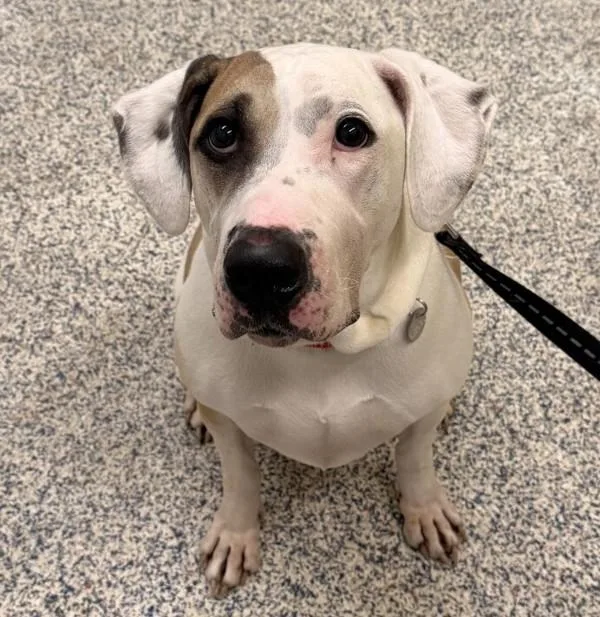 An adult medium-sized female Treeing Walker Coonhound dog named Pinky for adoption in Golden, CO