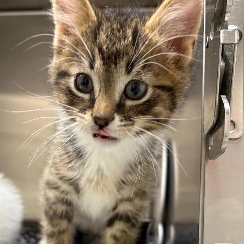 A baby small-sized male Domestic Short Hair cat named Pez for adoption in Detroit Lakes, MN