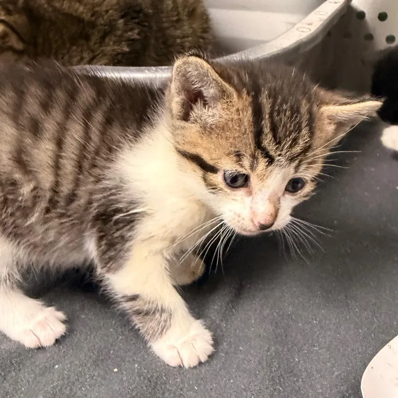 A baby small-sized male Brown / Chocolate Domestic Short Hair cat named Bink for adoption in Indianapolis, IN