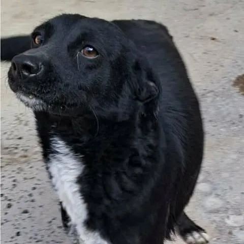 An adult small-sized female Black Mixed Breed dog named Daisy for adoption in Alma, WI
