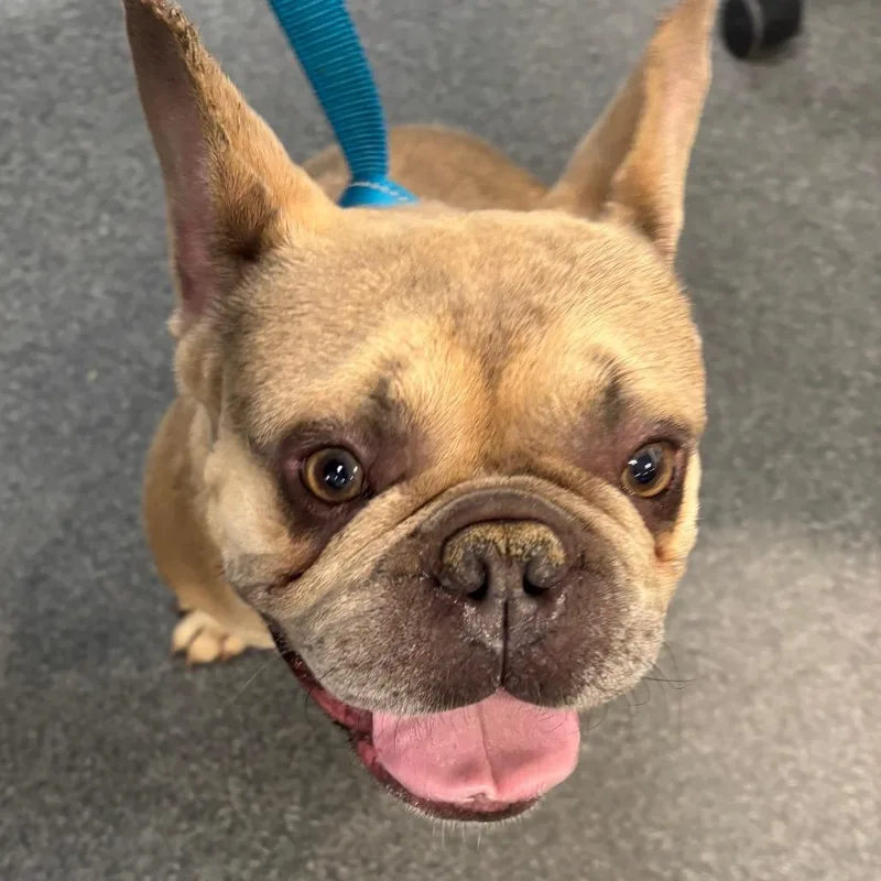 An adult medium-sized male Yellow / Tan / Blond / Fawn Mixed Breed dog named Baguette for adoption in Allentown, PA