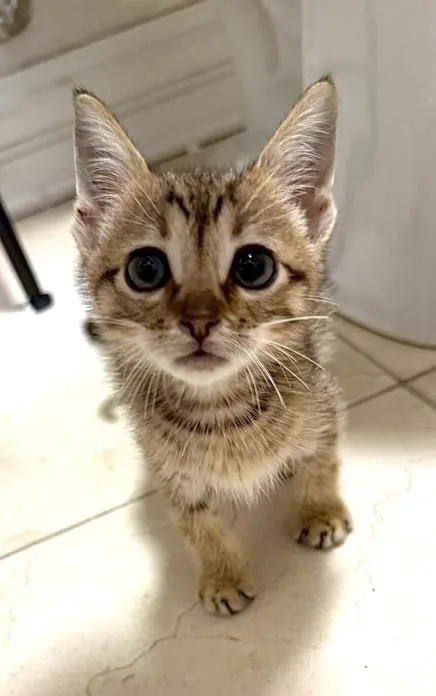 A baby small-sized male Domestic Short Hair cat named Fruit Punch for adoption in Chicago, IL