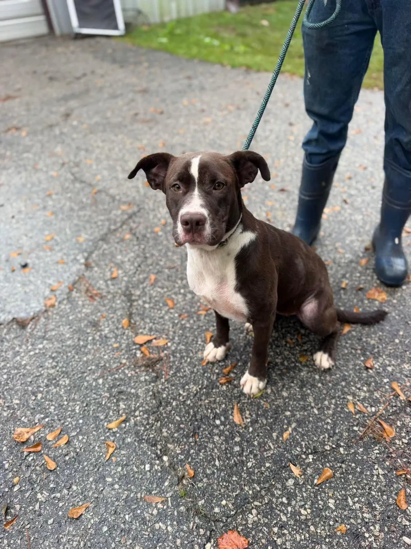 An adult medium-sized female Chocolate Labrador Retriever dog named Opra for adoption in Elizabethtown, NC