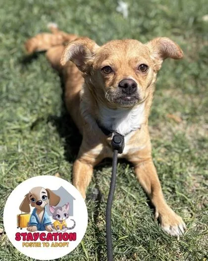 An adult small-sized female Chihuahua dog named Tapatia for adoption in Phoenix, AZ
