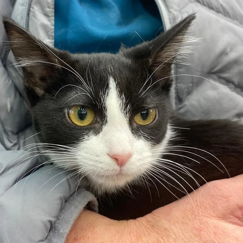 Quixotic thumbnail 2