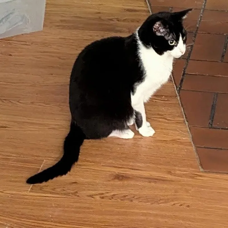 Quixotic thumbnail 5