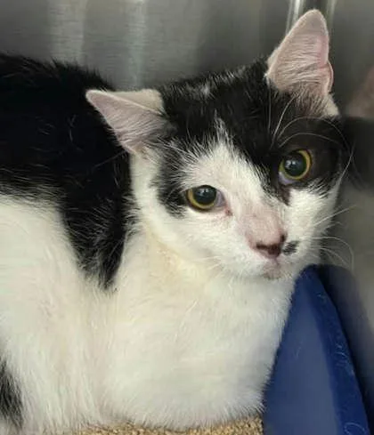 A young large-sized female Black & White / Tuxedo Domestic Short Hair cat named Fionna for adoption in Annapolis, MD