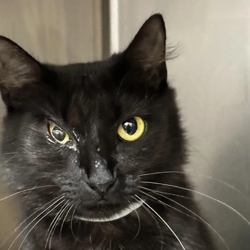 An adult medium-sized female Black Domestic Short Hair cat named Celeste for adoption in Birmingham, AL