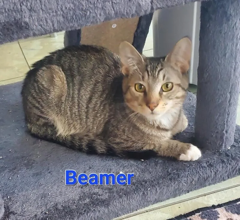 An adult medium-sized male Tabby (Brown / Chocolate) Domestic Short Hair cat named Beamer for adoption in Cincinnati, OH