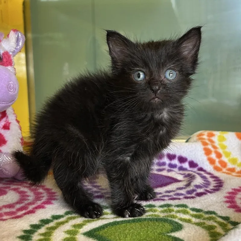 A baby small-sized male Black Domestic Short Hair cat named Kattigan for adoption in Abilene, TX