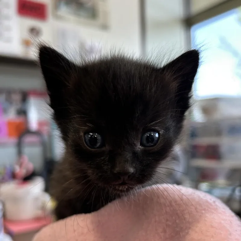 Kattigan thumbnail 2