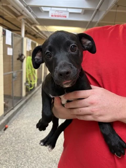 A baby medium-sized female Fox Terrier dog named Heidi for adoption in Brewster, MA