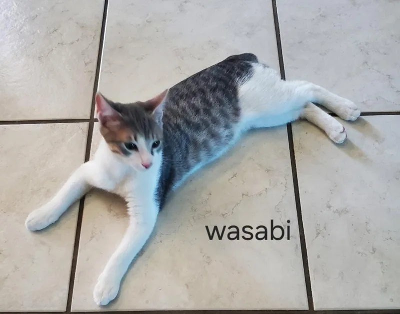 A baby medium-sized male Domestic Short Hair cat named Wasabi for adoption in Shrewsbury, MA