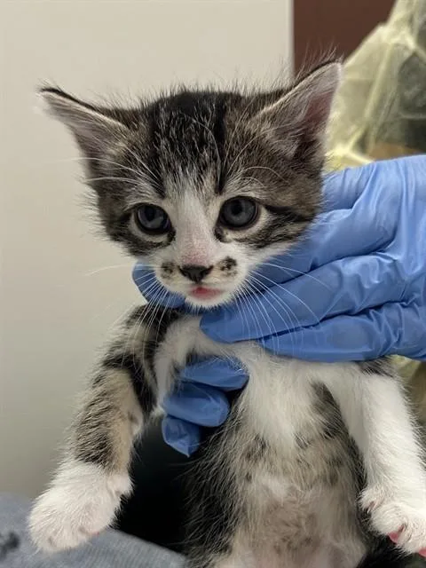 A baby small-sized male Domestic Short Hair cat named Bing for adoption in Phoenix, AZ